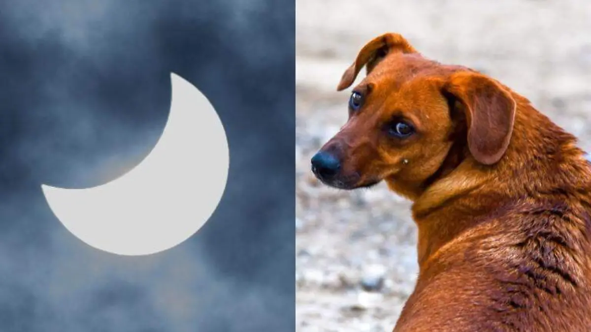 El eclipse solar que se vivirá en México sí podría afectar la conducta de los animales y de tus mascotas, esto según algunos expertos Cuartoscur